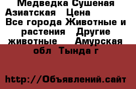 Медведка Сушеная Азиатская › Цена ­ 1 400 - Все города Животные и растения » Другие животные   . Амурская обл.,Тында г.